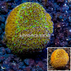 LiveAquaria® Cultured Leptoseris Coral (click for more detail)