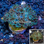 LiveAquaria® Cultured Sympodium Polyps (click for more detail)