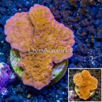 LiveAquaria® Cultured Montipora Coral (click for more detail)