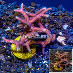 LiveAquaria® Cultured Birdsnest Coral (click for more detail)