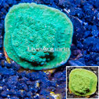 LiveAquaria® Cultured Montipora Coral (click for more detail)