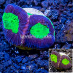 LiveAquaria® Cultured Goniastrea Coral (click for more detail)