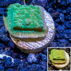 LiveAquaria® Cultured Montipora Coral (click for more detail)