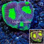 LiveAquaria® Cultured Goniastrea Coral (click for more detail)