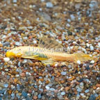 Albino Bristlenose Plecostomus (click for more detail)