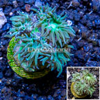 LiveAquaria® Cultured Ultra Duncan Coral (click for more detail)