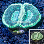 LiveAquaria® Cultured Goniastrea Brain Coral (click for more detail)