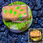 LiveAquaria® Cultured Favia Coral (click for more detail)