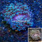 LiveAquaria® Cultured Hammer Coral (click for more detail)