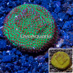 USA Cultured Screamin Demon Porites Coral (click for more detail)