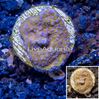 LiveAquaria® Cultured Montipora Coral (click for more detail)