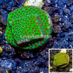 LiveAquaria® Cultured Screamin Demon Porites Coral (click for more detail)