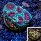 LiveAquaria® Cultured Favia Coral (click for more detail)