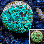 LiveAquaria® Cultured Galaxea Coral (click for more detail)