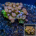 Zoanthus Coral Vietnam (click for more detail)