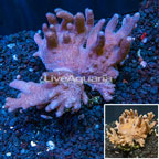 Devil's Hand Leather Coral Indonesia (click for more detail)