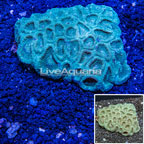 Dipsastraea Brain Coral Australia (click for more detail)