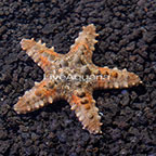 Chocolate Chip Sea Star (click for more detail)