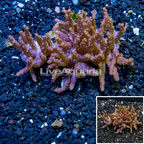 Tree Coral Indonesia (click for more detail)