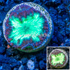 LiveAquaria® Cultured Blastomussa Coral (click for more detail)