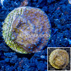 LiveAquaria® Cultured Montipora Coral (click for more detail)