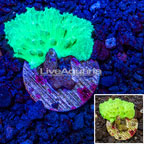 LiveAquaria® Cultured Cabbage Leather Coral (click for more detail)