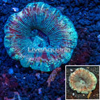 Open Brain Coral Vietnam (click for more detail)