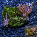 Tree Coral Indonesia (click for more detail)