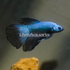 Dragon Scale Betta. (click for more detail)