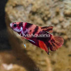 Koi Halfmoon Placket Betta (click for more detail)