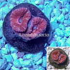 LiveAquaria® Cultured Acan Lord Coral (click for more detail)