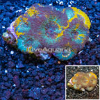 Acan Echinata Coral Vietnam (click for more detail)