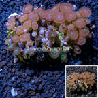 Zoanthus Coral Vietnam (click for more detail)