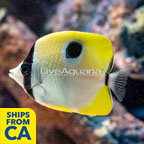 Teardrop Butterflyfish (click for more detail)