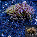 LiveAquaria® Cultured Torch Coral (click for more detail)