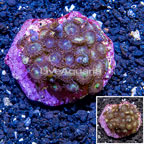 Zoanthus Coral Indonesia (click for more detail)