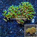 Birdsnest Coral Tonga (click for more detail)