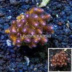 LiveAquaria® Cultured Pocillopora Coral (click for more detail)