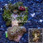 Toadstool Leather Coral Indonesia (click for more detail)