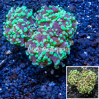 LiveAquaria® Cultured Hammer Coral (click for more detail)