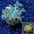  Pineapple Tree Coral Indonesia (click for more detail)