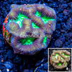 LiveAquaria® Cultured Favia Coral (click for more detail)