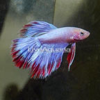 Rosetal Betta, Male (click for more detail)