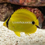 Andaman Butterflyfish (click for more detail)