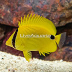 Andaman Butterflyfish (click for more detail)