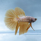 Gold Halfmoon Betta, Male [Blemish] (click for more detail)