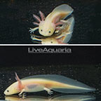 Captive-bred Leucistic Axolotl, GFP (click for more detail)
