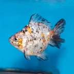 Calico Goldfish (click for more detail)