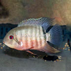 Tiger Severum Cichlid (click for more detail)