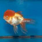 Oranda Goldfish (click for more detail)